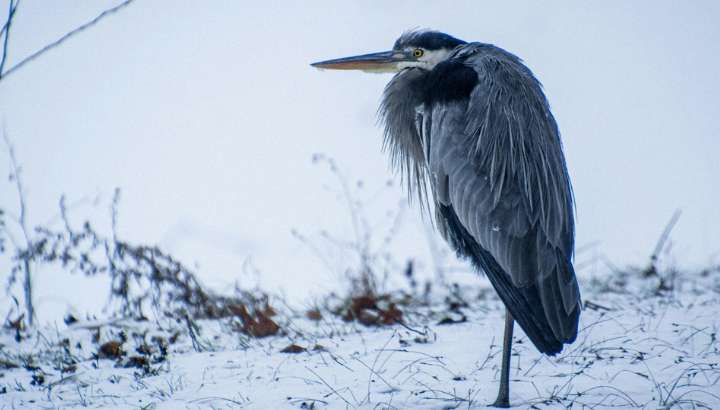 L'avifaune hivernale de la baie de Goulven
